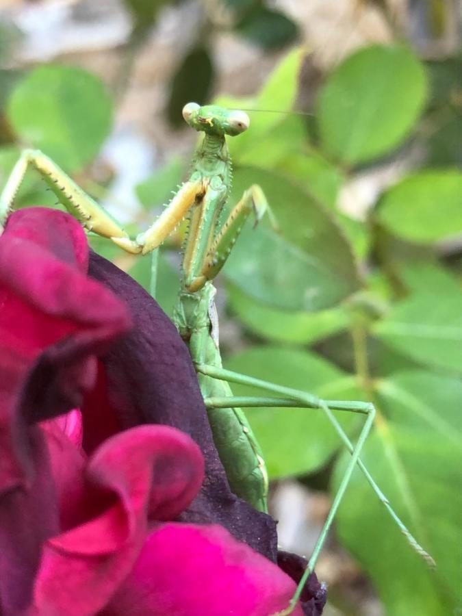 סאן חוזה דה מאייפו Casa De Montana Inmersa En Bosque Nativo מראה חיצוני תמונה